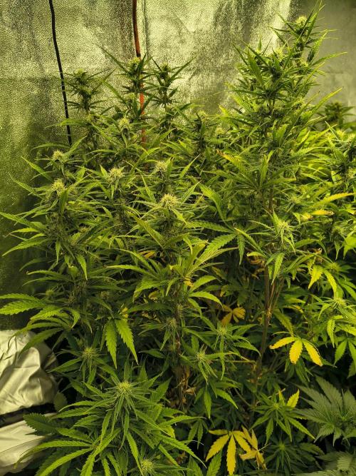 PM Auto. Week 9
