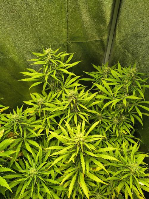 PM Auto. Week 9