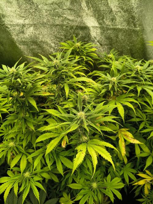 PM Auto. Week 9