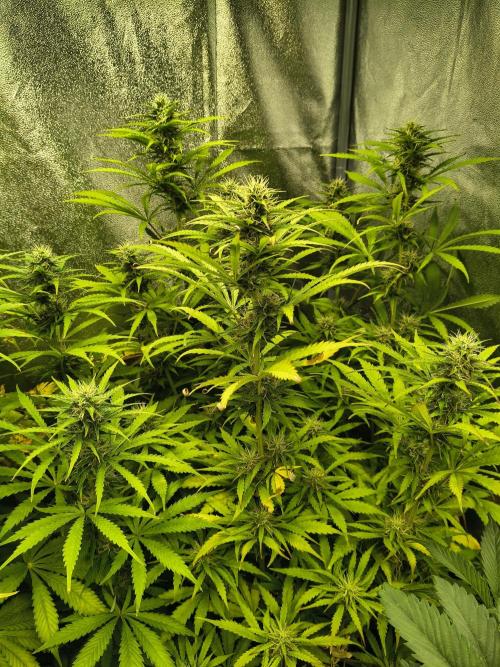 PM Auto. Week 9