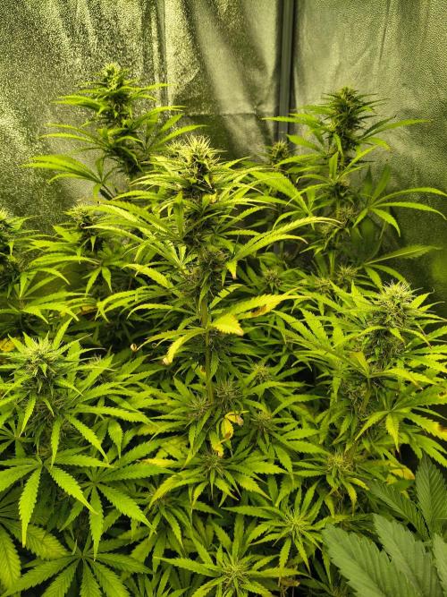 PM Auto. Week 9