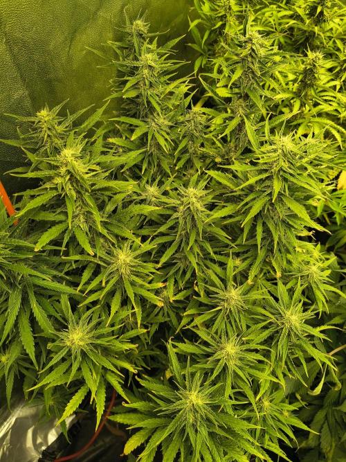 PM Auto. Week 10