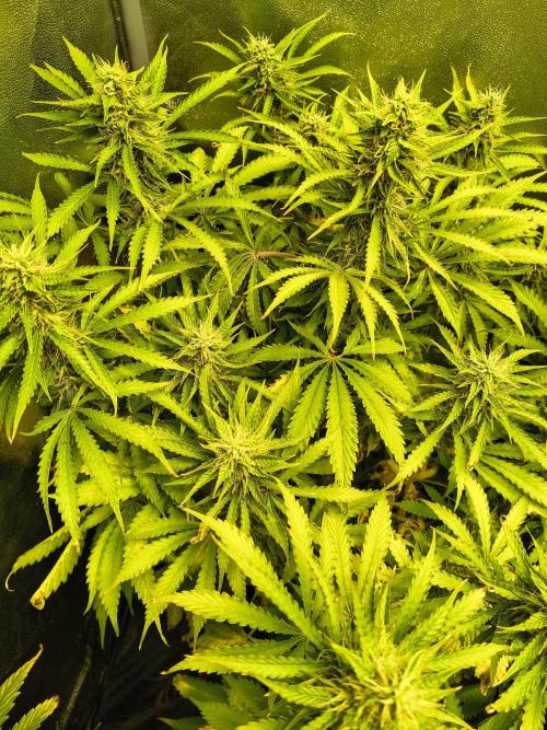 PM Auto. Week 10