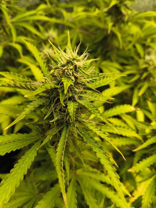 PM Auto. Week 10