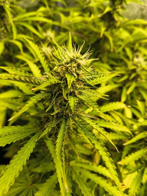PM Auto. Week 10