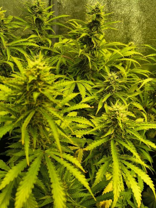 PM Auto. Week 10