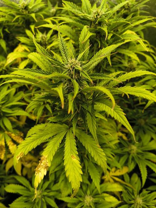 PM Auto. Week 10