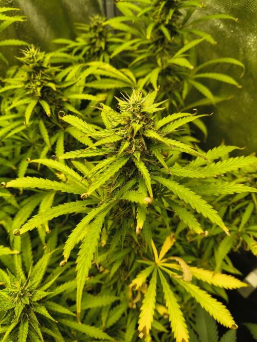 PM Auto. Week 10