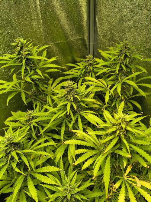 PM Auto. Week 10