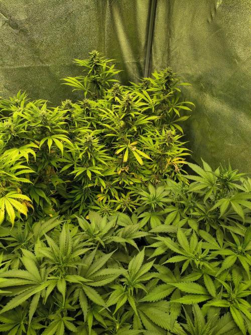 PM Auto. Week 10
