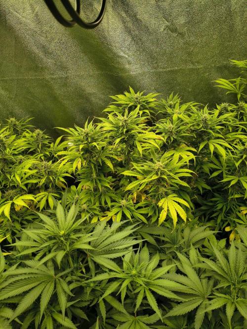 PM Auto. Week 10