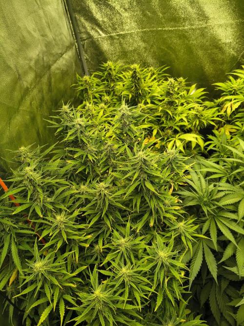 PM Auto. Week 10