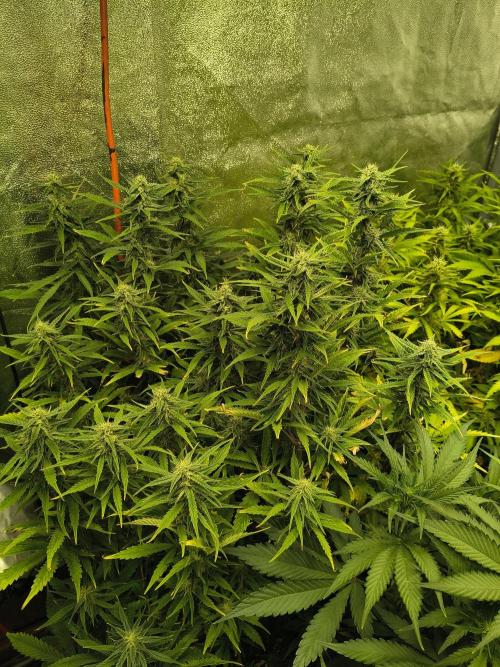 PM Auto. Week 10