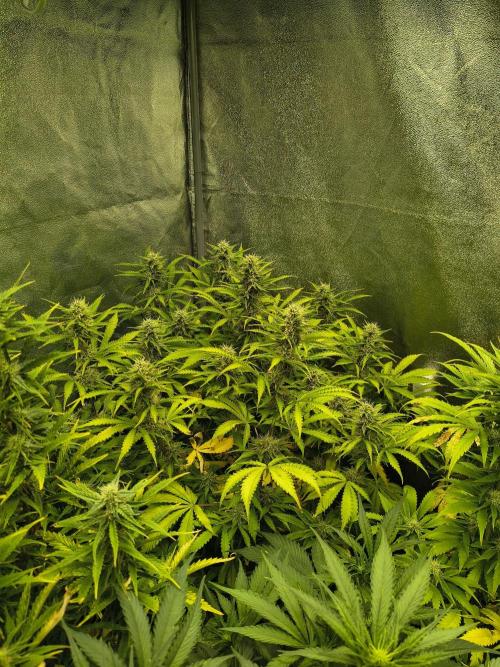 PM Auto. Week 10