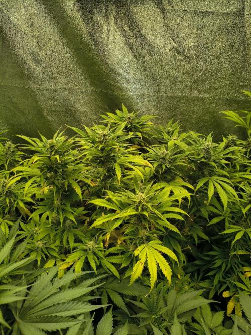 PM Auto. Week 10