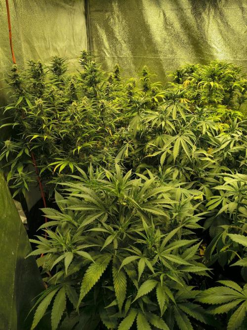 PM Auto. Week 10