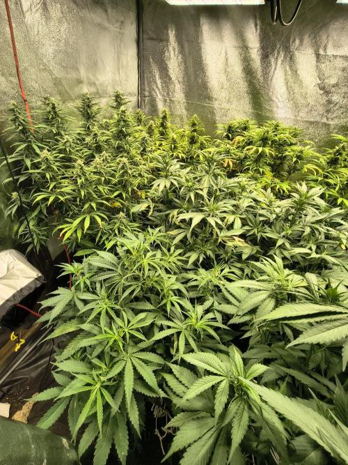 Banana Purple Punch , Gelato. Week 6