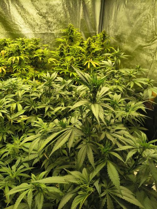 Banana Purple Punch , Gelato. Week 6