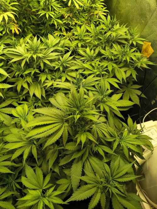 Banana Purple Punch , Gelato. Week 6
