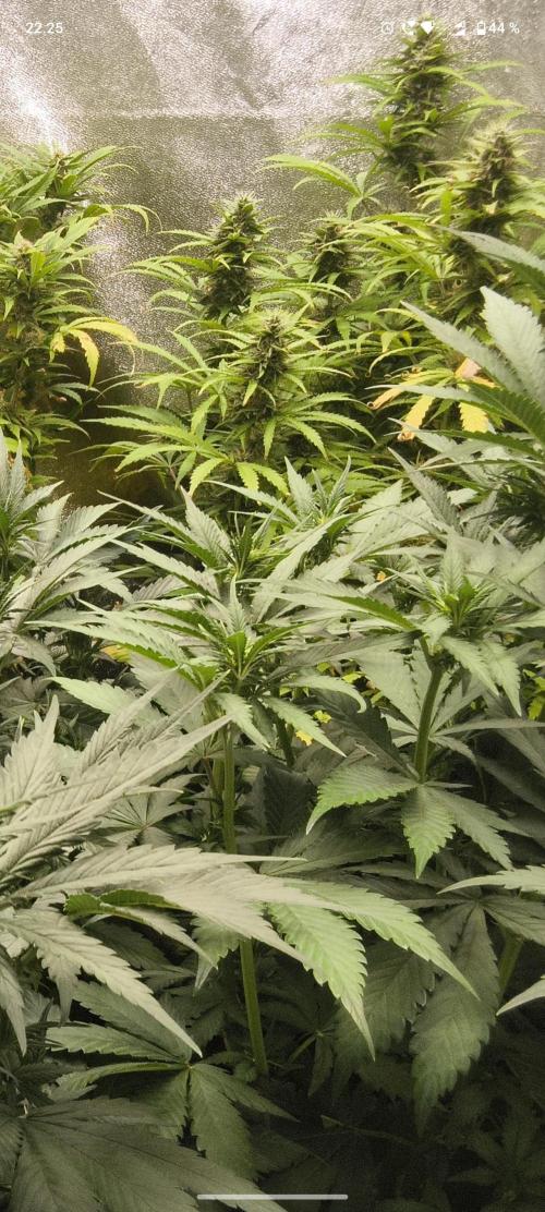 Banana Purple Punch , Gelato. Week 6