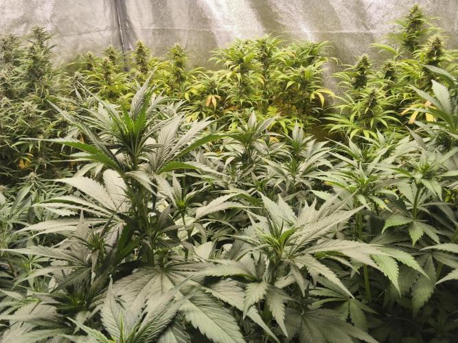 Banana Purple Punch , Gelato. Week 6