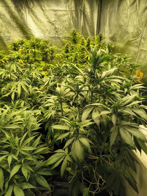Banana Purple Punch , Gelato. Week 6