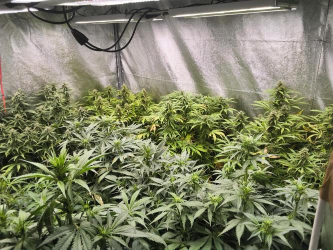 Banana Purple Punch , Gelato. Week 6