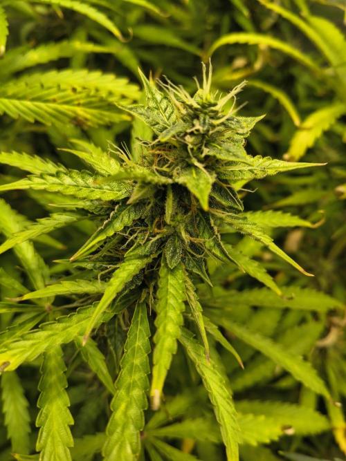 PM Auto. Week 10