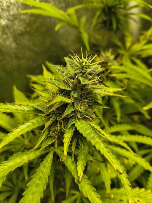 PM Auto. Week 10