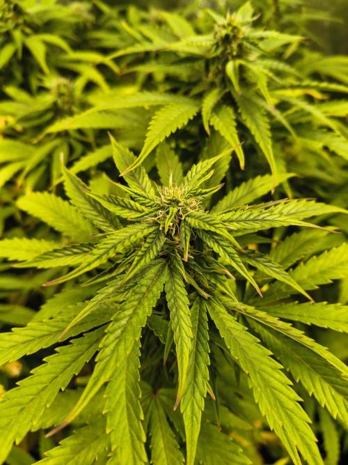 PM Auto. Week 10