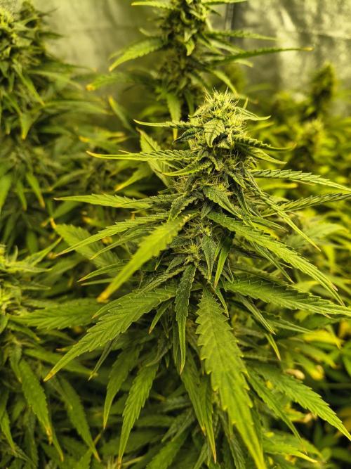 PM Auto. Week 10