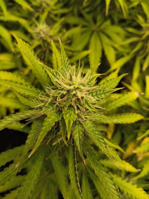 PM Auto. Week 10