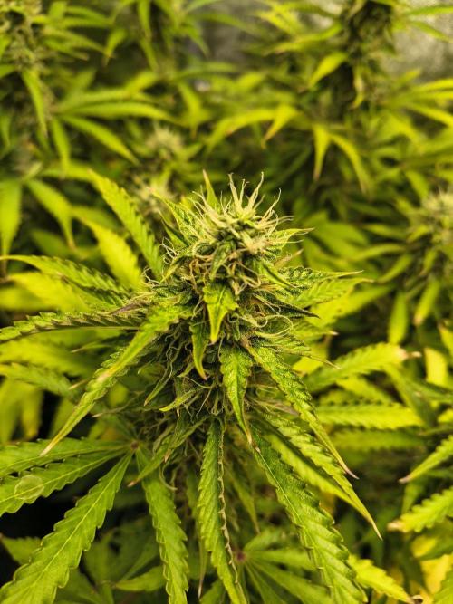PM Auto. Week 10