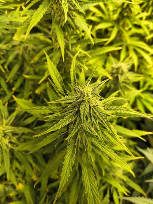 PM Auto. Week 10