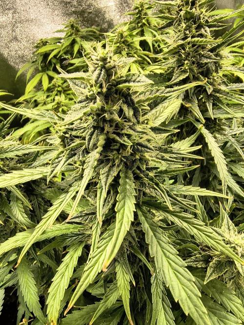 PM Auto. Week 11