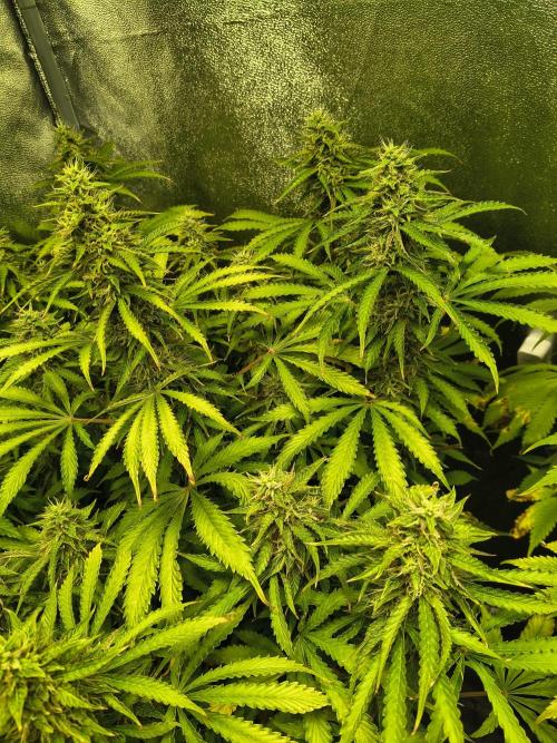 PM Auto. Week 11