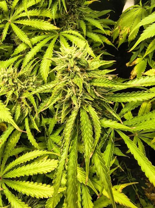 PM Auto. Week 11