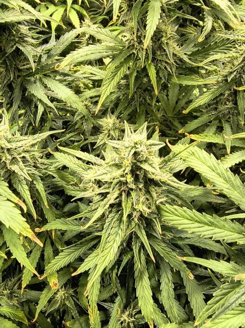 PM Auto. Week 11
