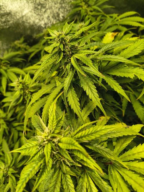 PM Auto. Week 11