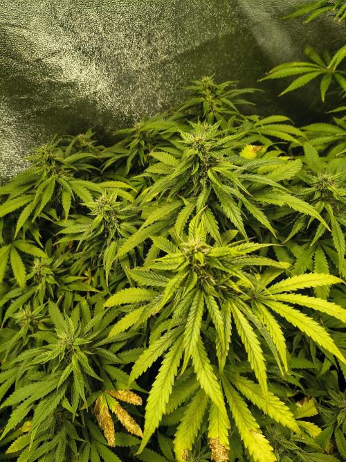 PM Auto. Week 11