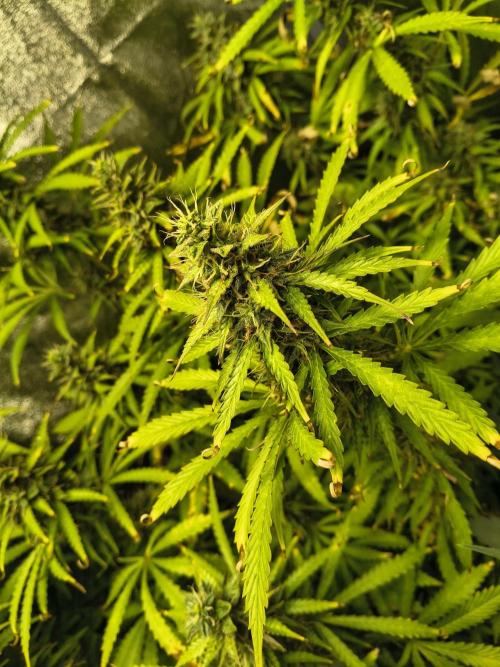 PM Auto. Week 11