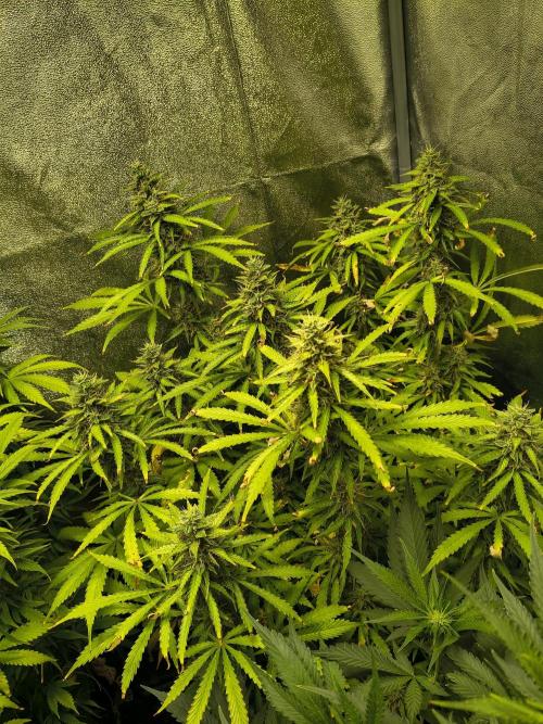 PM Auto. Week 11