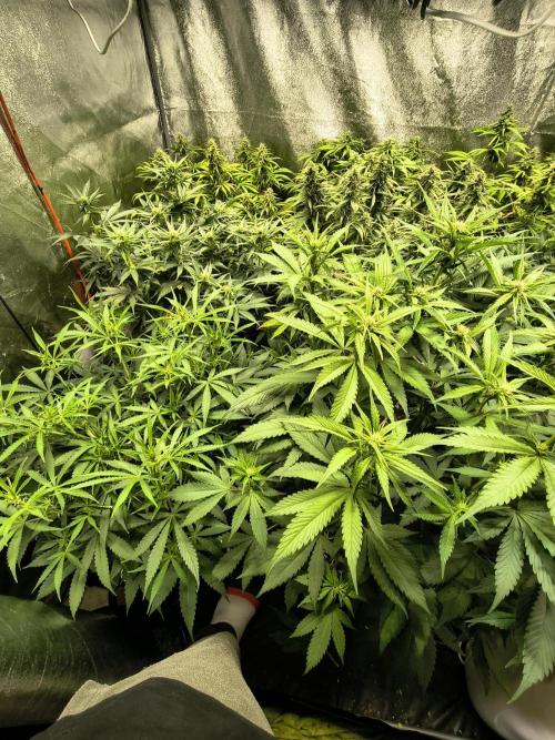 PM Auto. Week 11