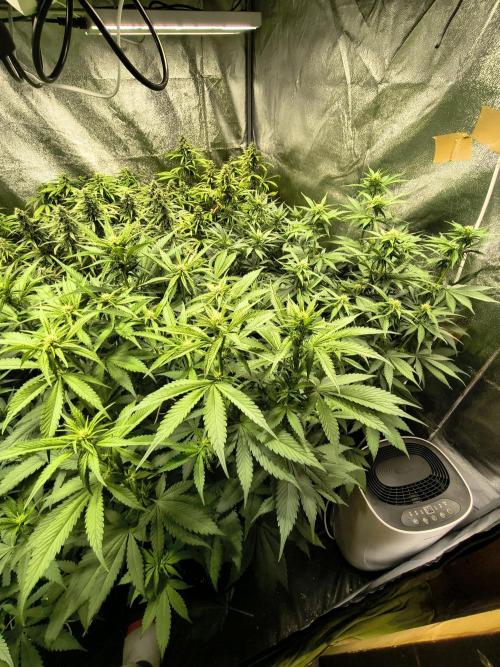 PM Auto. Week 11