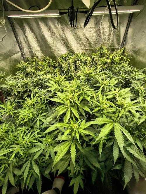 PM Auto. Week 11