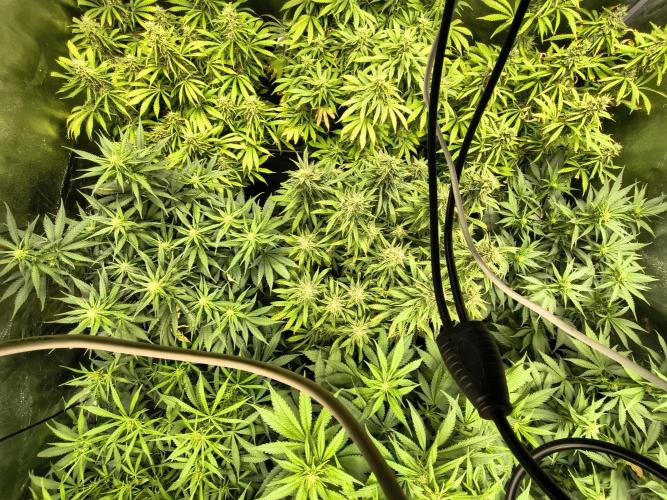 PM Auto. Week 11