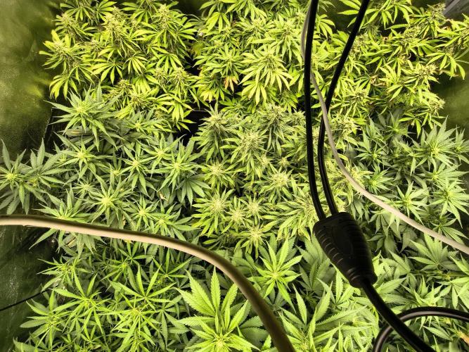 PM Auto. Week 11