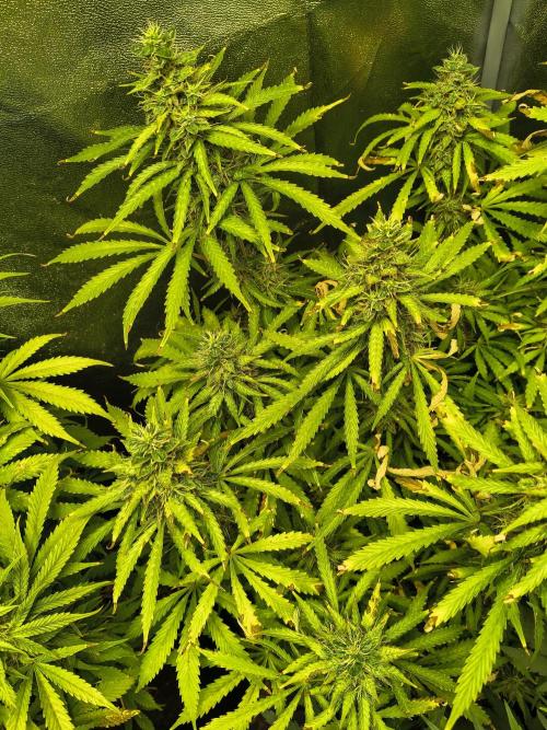 PM Auto. Week 11