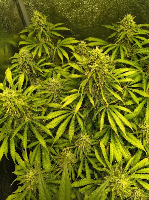 PM Auto. Week 11