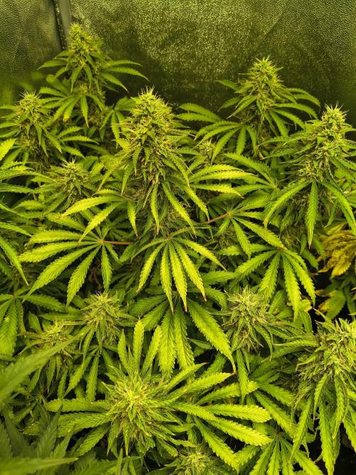 PM Auto. Week 11